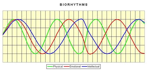 Biorhythm | Psychology Wiki | Fandom