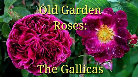 Old Garden Roses: The Gallicas - YouTube