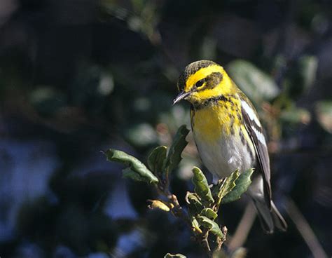 Townsend's Warbler Female | *Uncommon in Spring and Fall Cre… | Flickr