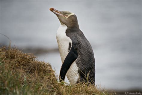 Yellow-eyed penguin biology