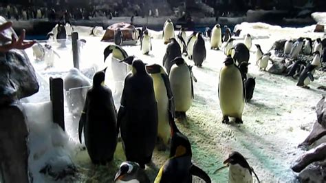 Penguin Experience Tour - SeaWorld San Diego (Dec. 8, 2010) - YouTube