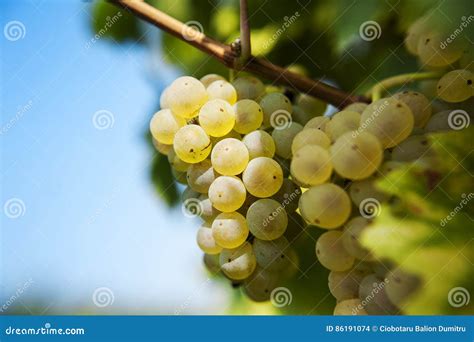 Riesling grapes stock photo. Image of land, concept, fresh - 86191074