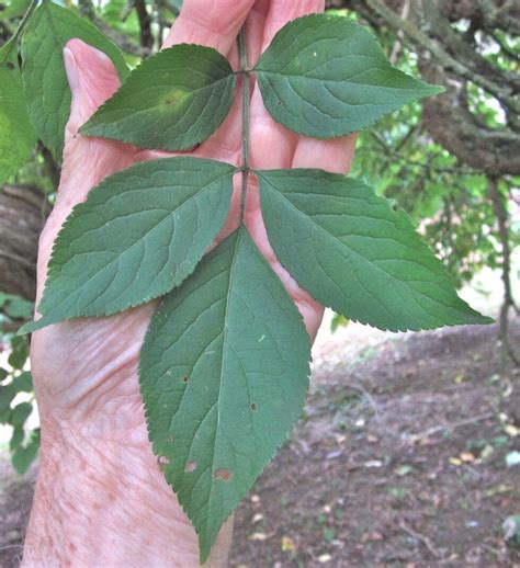 Elder - Tree Guide UK - Elder tree identification by leaf, flower and fruit