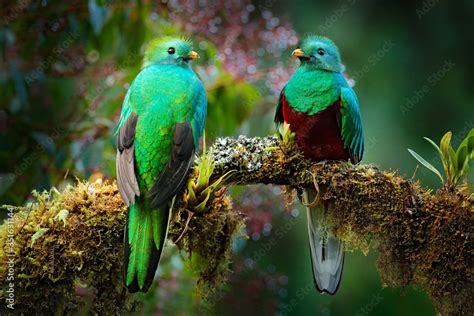 Quetzal, Pharomachrus mocinno, from nature Costa Rica with green forest. Magnificent sacred ...