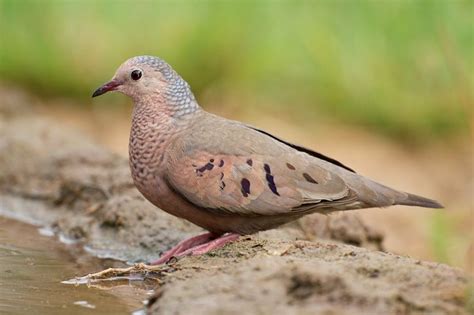 Columbina passerina - Common Ground-Dove -Sighted: 12/2011 Palmas del Mar, Puerto Rico Beautiful ...