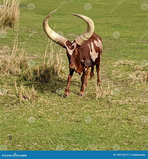 Indigenous African cattle stock image. Image of sanga - 169716215