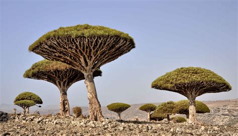 Dracaena cinnabari Balf.f. | Plants of the World Online | Kew Science