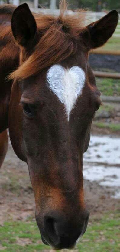 Wow!! 2 of my favs... heart shaped markings on a Horse!! LOVE!!! | Beautiful horses photography ...