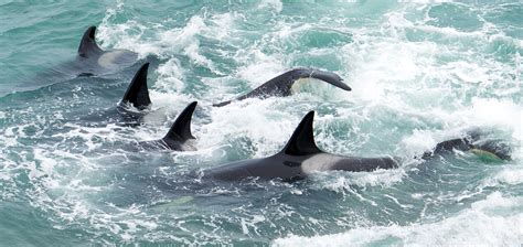 Galería de Fotos de Orcas Stunning Orca Photo Gallery: Explore the ...