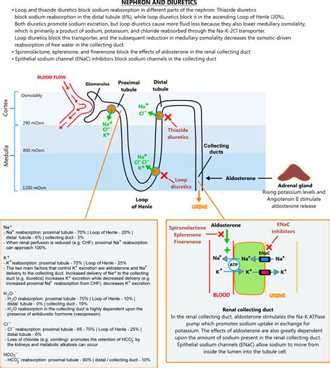 Nephron and diuretics illustration - Straight Healthcare