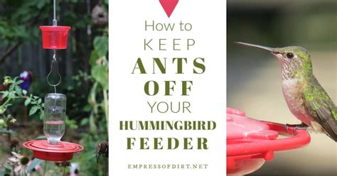 Easy DIY Ant Moat For Hummingbird Feeders | Humming bird feeders, Diy ...