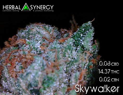 Skywalker OG Strain | Marijuana Seeds | Cannabis - HoliMoli