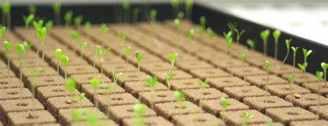 lettuce seeds just after germination! Hydroponic Gardening, Hydroponics, Lettuce Seeds, Aquaponics