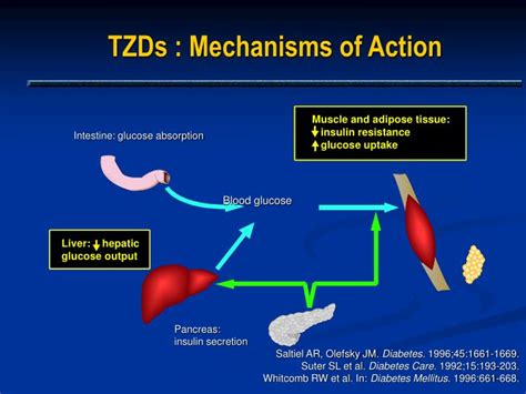 PPT - Nonglycemic Effects of Thiazolidinediones PowerPoint Presentation - ID:240732