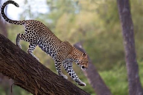 Proposed Shutdowns of Leopard Hunting Will Harm, Rather than Help Leopards - Safari Club