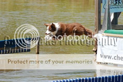 Dock Diving Competition | German Shepherds Forum