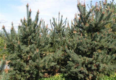 Scotch Pine Trees available in Washington State