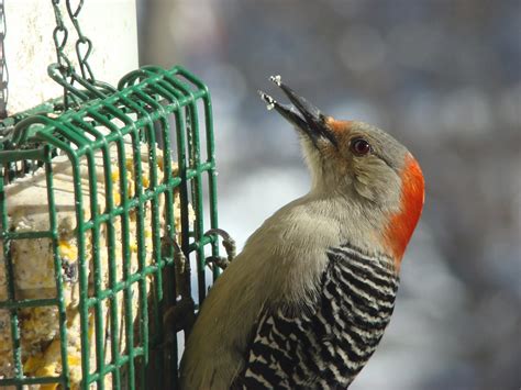 Pretty Lady in red. Red bellied woodpecker | This female red… | Flickr