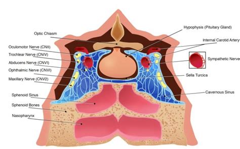 Cavernous Sinus Explained with XR view- Anatomy 101 For Patients