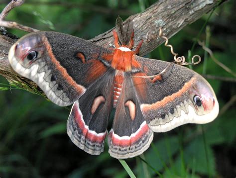 Hyalophora cecropia — Wikipédia