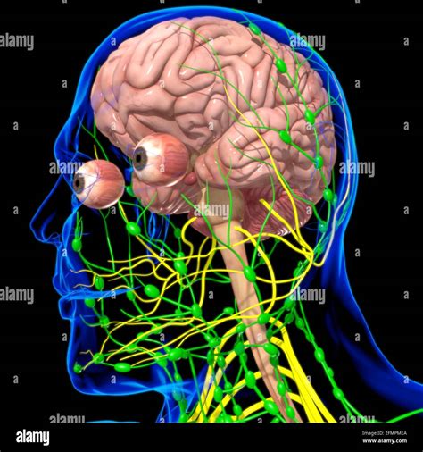 Human Brain Anatomy For Medical Concept 3D Illustration Stock Photo - Alamy