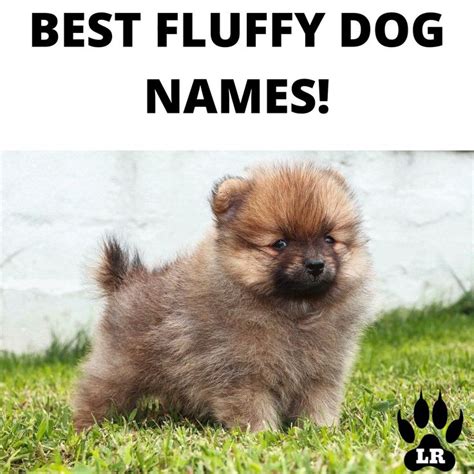 106 Best Fluffy Dog Names | Labrottie.com [Video] [Video] | Dog names ...