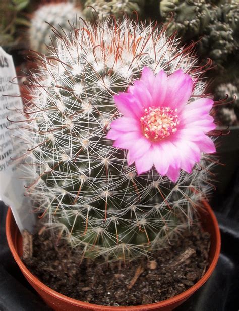 Plants are the Strangest People: Three Unidentified Cactus Blooms