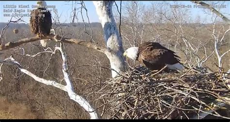 LMC Live Eagle Cam continues to document our Eagle Pair