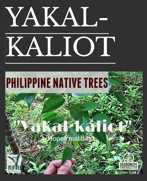 YAKAL-KALIOT (Hopea malibato) Also called ‘Dalingdingan’ in Leyte-Samar ...