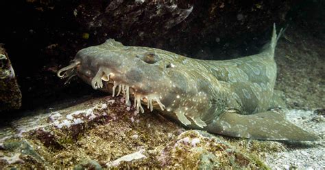 11 Wobbegong Shark Facts: The Deceptively Harmless Shark - Facts.net