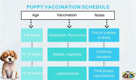 Dog Vaccination Schedule: Healthy Pups | KnowlesWellness