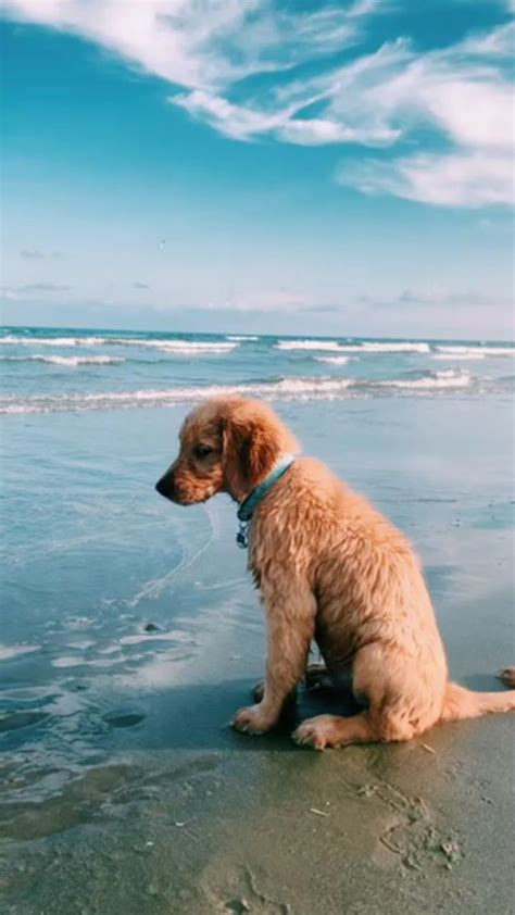 Beach Dog Wallpapers - Wallpaper Cave