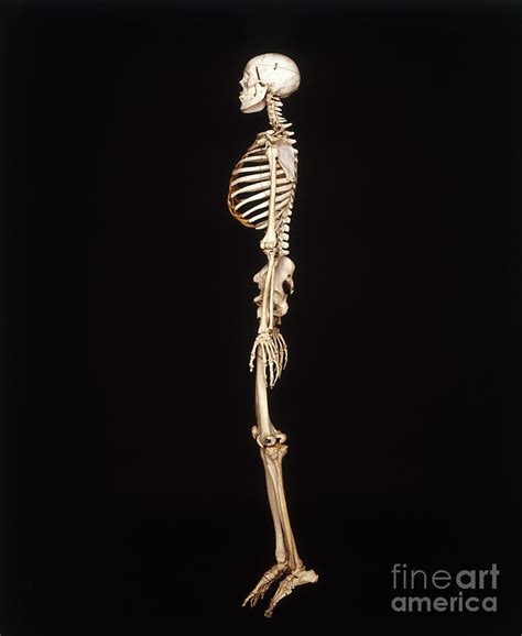 Human Skeleton Ribs Side View