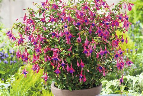 3 of the best perennials for containers