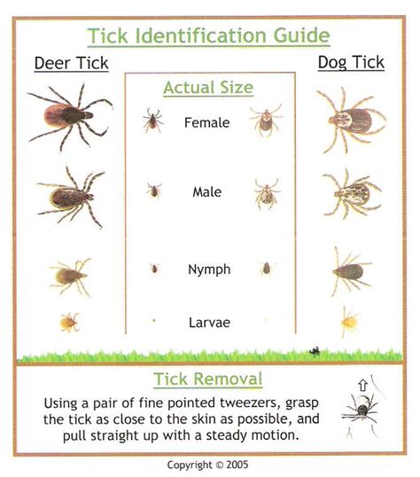 Tick identification guide | helpful hints | Pinterest