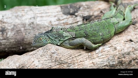 Lazy Green Iguana (Iguana iguana) laying on branch, lounging in diffused sunlight totally ...