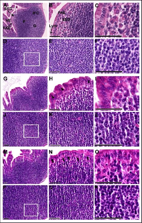 12. Light microscope images of Peyer's patches (PPs) showing the ...