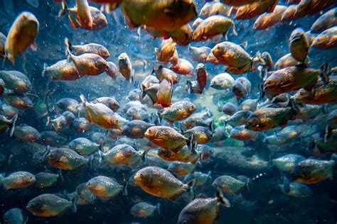 Are Piranhas Dangerous? Facts About Piranha Attacks on Humans