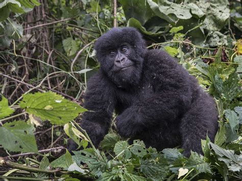 How Hybrid Seeds Could Help The Mountain Gorillas Of Congo : Goats and ...