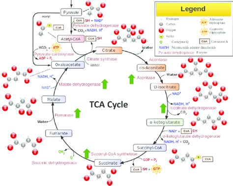 Tricarboxylic Acid Tca Cycle