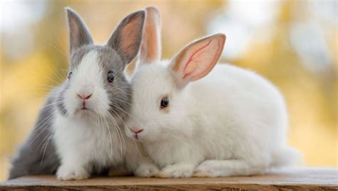 Rabbit Snuffles: Understanding, Managing, and Preventing this Respiratory Condition - Mnepo Pets