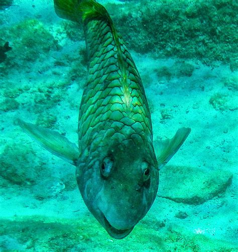 Snorkeling at Baby Beach- San Nicolas, Aruba