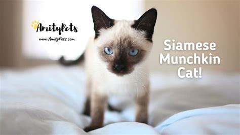 Siamese Munchkin Cat [what is a munchkin cat and how much do they cost ...