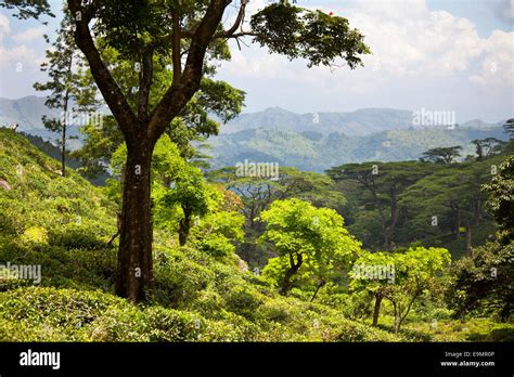 Sri Lanka landscapes Stock Photo - Alamy