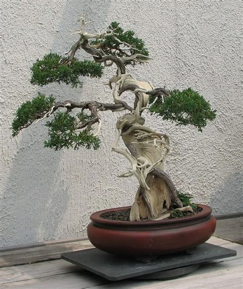 Indoor Juniper Bonsai Care: 9 Juniper Bonsai Tips And Tricks