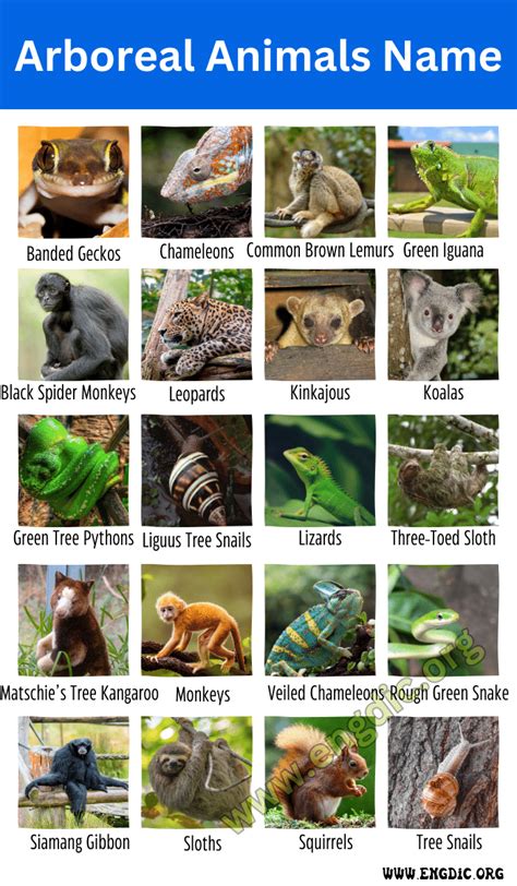 23 Arboreal Animals Name (Tree Animals Name) - EngDic