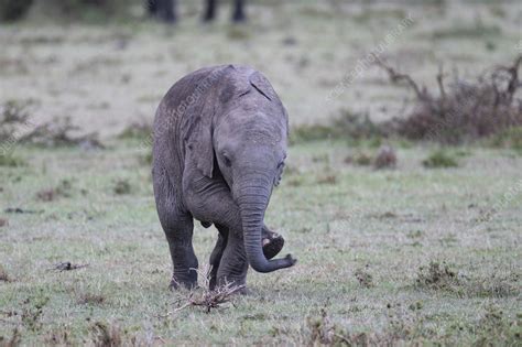 African bush elephant calf - Stock Image - C058/6026 - Science Photo Library