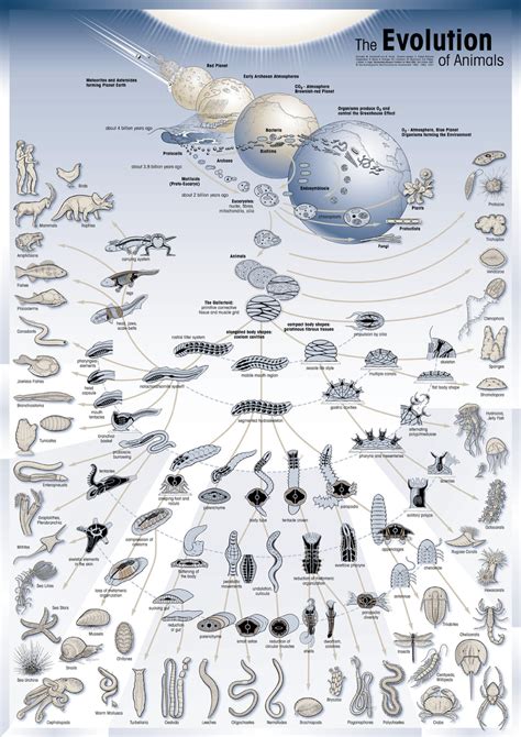 (PDF) The evolution of animals – poster with explanations