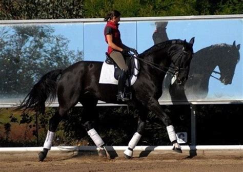 Real Riding Challenge Day 19 How To Make Outdoor Arena Mirrors - Budget Equestrian