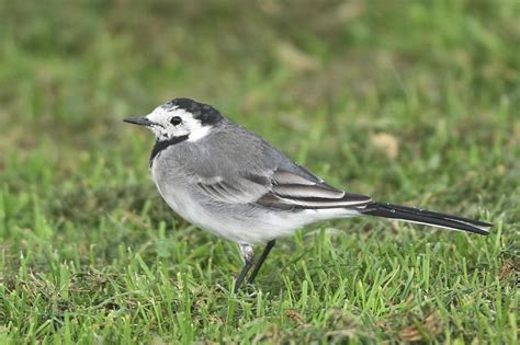 White Wagtail by Andy Hood - BirdGuides